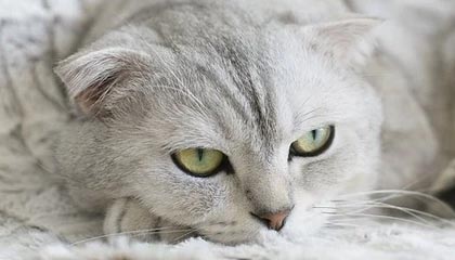 开云体育下载官网-亚洲跆拳道锦标赛中国队再夺金牌，亚洲跆拳道冠军是谁