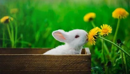 开云体育下载官网-亚洲跆拳道锦标赛中国队再夺金牌，亚洲跆拳道冠军是谁